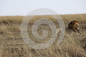 Male Lion in the wild maasai mara