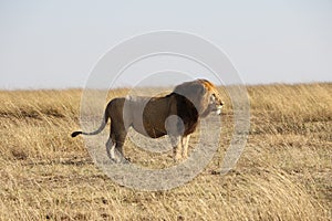 Male Lion in the wild maasai mara