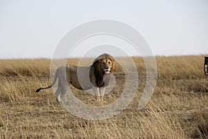 Male Lion in the wild maasai mara