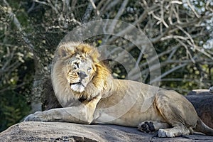Male Lion, Wildlife Animal, Nature