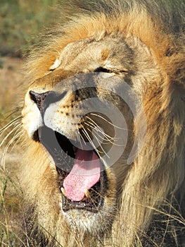 Male Lion Yawing photo