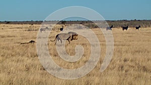 Male lion yawn walk sit zebras background Etosha Namiba Africa