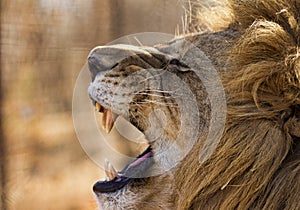 Male Lion yawning