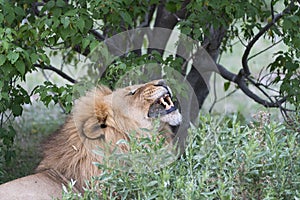 A male lion yawning