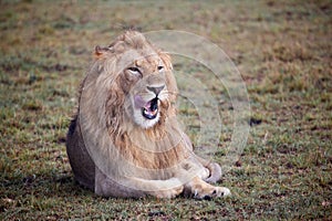 Male Lion Yawning