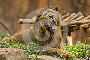 The male lion yawning
