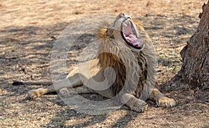 Male lion yawning and baring teeth in South Africa