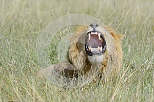 Male Lion yawning flehmingon savannah, close-up