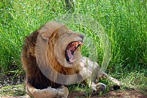 Male Lion yawning in the Park