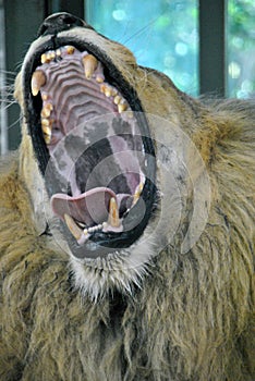 Male lion yawning and showing its teeth and tongue