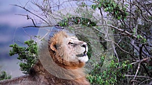 Male Lion Yawning in Slow Motion