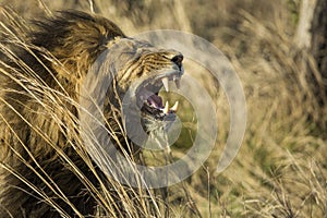 Male Lion Yawning South Africa