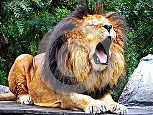 A male lion yawns