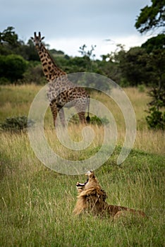 Male lion yawns watched by Masai giraffe