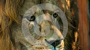 Male Lions Face 2