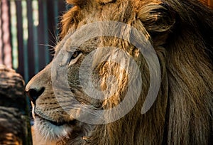 Male Lions Face