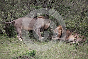 Male Lions In Kenya