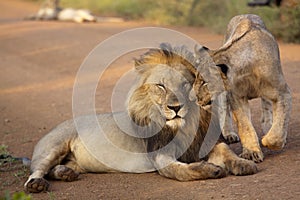 Male lions - king of the jungle