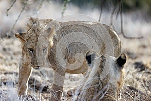 Male lions in Lewa Conservancy, Kenya