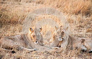 Male Lions watching