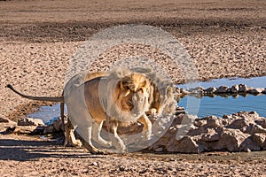 Male lions