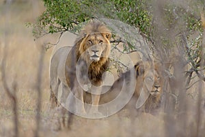 Male lions in the wilderness