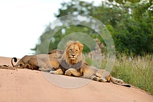 Male lions in the wilderness