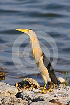 Male of little bittern