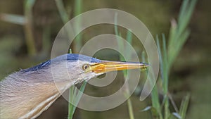 Male Little Bittern with Food in His Bill