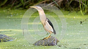 A male little bittern stands on a submerged tire in a swamp