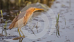 Male Little Bittern in Swamp