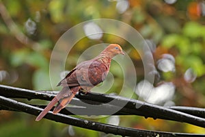 Male Little cuckoo dove bird, reddish brown pigeon perching on c