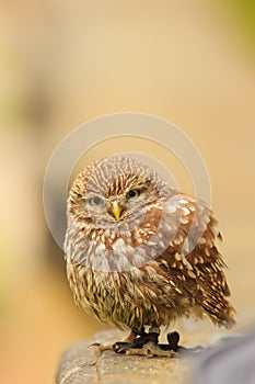 Male little owl Athene noctua the tiny bird is very cute