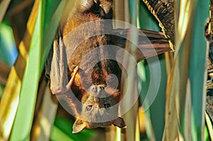 Male Little red flying fox