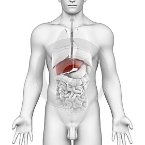 Male liver organ - interior view with full body