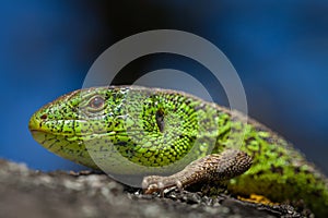 Male lizard in a mating season on a tree covered with moss and lichen. Reptile shot close-up.Nimble green lizard photo