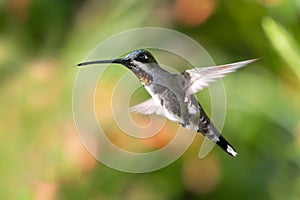 An male Long-billed Starthroat hummingbird, Heliomaster longirostris, hovering with a colorful background.