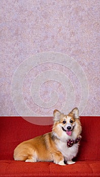 a male long hair pembroke welsh corgi dog photoshoot studio pet photography with concept red chair sofa and glitter pink