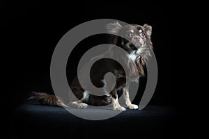 Male long-haired Chihuahua in black background