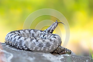 Male of Long-nosed viper Vipera ammodytes in Croatia