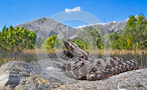 Male of Long-nosed viper Vipera ammodytes in Croatia