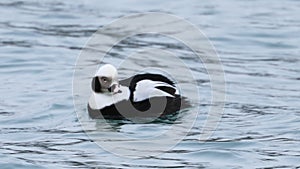 Male Long-Tailed Duck, Clangula hyemalis