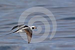 Male Long-tailed Duck, Clangula hyemalis, in flight over water