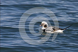 Male Long-tailed Duck, Clangula hyemalis, loafing on the water