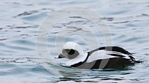 Male Long-Tailed Duck, Clangula hyemalis, swimming