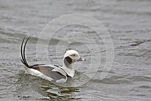 Male Long-tailed Duck, Clangula hyemalis, with tail raised