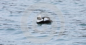 Male Long-Tailed Duck, Clangula hyemalis, on the water 4K