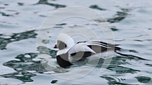 Male Long-Tailed Duck, Clangula hyemalis, in the winter