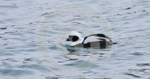 Male Long-Tailed Duck, Clangula hyemalis, in winter 4K