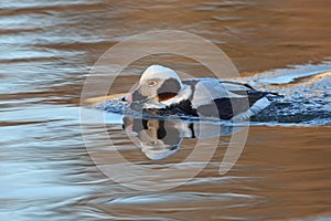 Male Long-tailed Duck (Clangula hyemalis) in Winter Plumage